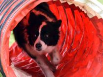 Star coming in agility tunnel