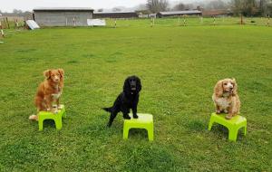 3 dogs enjoying balance training